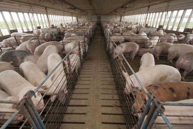 Harvest levels begin normalizing in hog industry